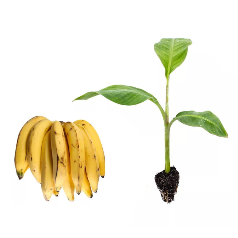 Banana-da-Terra_4